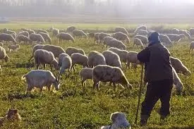 ΣΤΟ ΗΡΑΚΛΕΙΟ! Οικογένεια εισέπραξε 2,5 εκατ. ευρώ επιδοτήσεις για ανύπαρκτα πρόβατα…