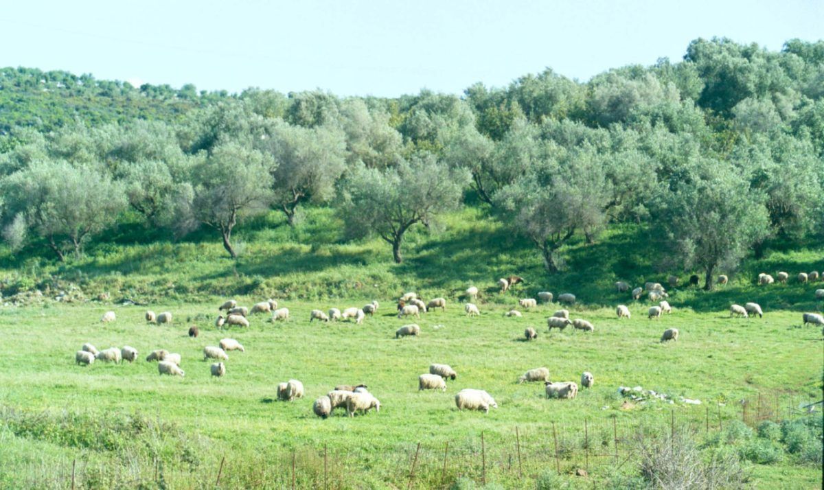 ΕΦΑΓΑΝ ΤΟ ΚΑΤΑΠΕΤΑΣΜΑ ΤΑ Λ@ΜΟΓΙΑ ΤΟΥ ΟΠΕΚΕΠΕ! ΧΩΡΑΦΙΑ ΣΤΑ ΙΩΑΝΝΙΝΑ ΕΜΦΑΝΙΖΟΝΤΑΝ… ΣΤΟ ΧΑΛΑΝΔΡΙ ΚΑΙ ΣΤΗ ΓΑΥΔΟ – ΤΣΕΠΩΝΑΝ ΦΡΑΓΚΑ ΚΤΗΝΟΤΡΟΦΟΙ ΧΩΡΙΣ… ΚΟΠΑΔΙΑ