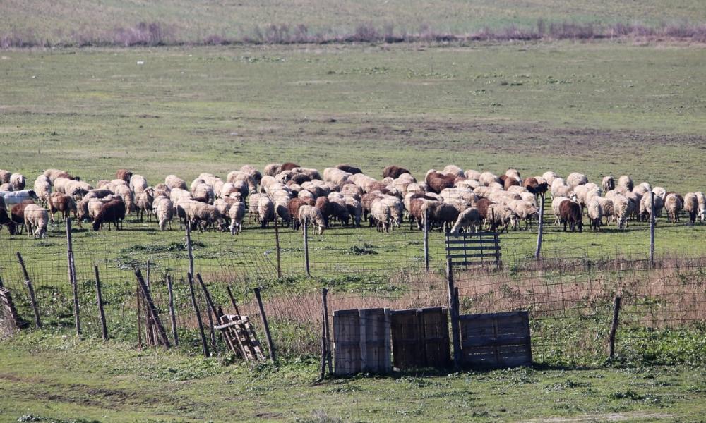 TA ΠΡΟΒΑΤΑ ΦΤΑΝΟΥΝ ΣΤΙΣ ΒΡΥΞΕΛΛΕΣ: Η ΚΡΗΤΗ ΔΗΛΩΣΕ ΤΑ ΜΙΣΑ ΑΙΓΟΠΡΟΒΑΤΑ ΤΗΣ ΧΩΡΑΣ – «ΓΝΩΡΙΖΕ ΤΑ ΠΑΝΤΑ Ο ΜΗΤΣΟΤΑΚΗΣ ΓΙΑ ΤΟΝ ΟΠΕΚΕΠΕ ΑΠΟ ΤΟ 2023» ΚΑΤΑΓΓΕΛΟΥΝ – ΠΟΙΟΣ ΘΑ ΠΛΗΡΩΣΕΙ ΤΗ ΜΑΣΑΜΠΟΥΚΑ ΤΩΝ «ΓΑΛΑΖΙΩΝ ΠΑΙΔΙΩΝ»;