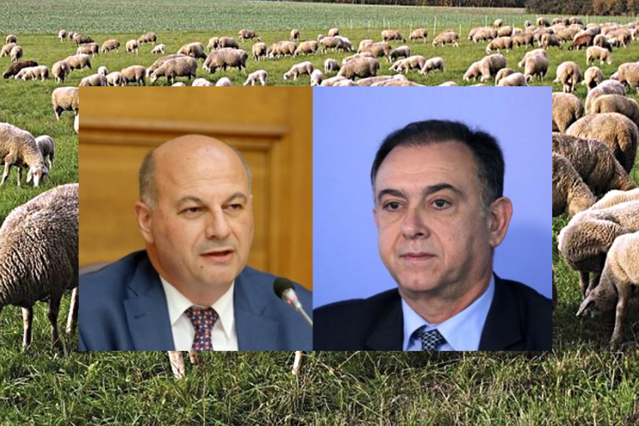 Φάκελος ευλογιά αιγοπροβάτων: Κτηνότροφοι καταγγέλουν Τσιάρα και Κέλλα ότι άφησαν τη νόσο να εξαπλωθεί για να καλύψουν τα ζώα – «φαντάσματα» του ΟΠΕΚΕΠΕ – «Άρρωστο» σχέδιο για προώθηση συνθετικού κρέατος και διάλυση της κτηνοτροφίας