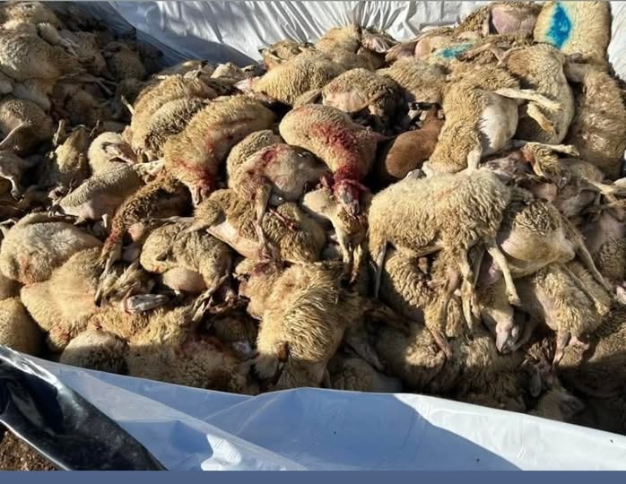 Η μαζική θανάτωση των κοπαδιών και το «σχέδιο» με Στόχο τον έλεγχο της διατροφής των πολιτών