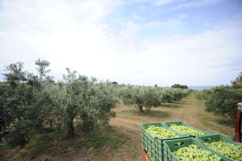 Τα πεντοχίλιαρα πέφτουν πριν καν φτάσει το λάδι στο ελαιοτριβείο