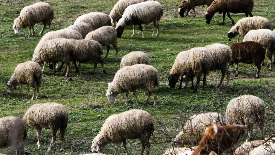 Γιατί υπάρχει σχέδιο καταστροφής της κτηνοτροφίας απο την εγκληματική οργάνωση της ΝΔ
