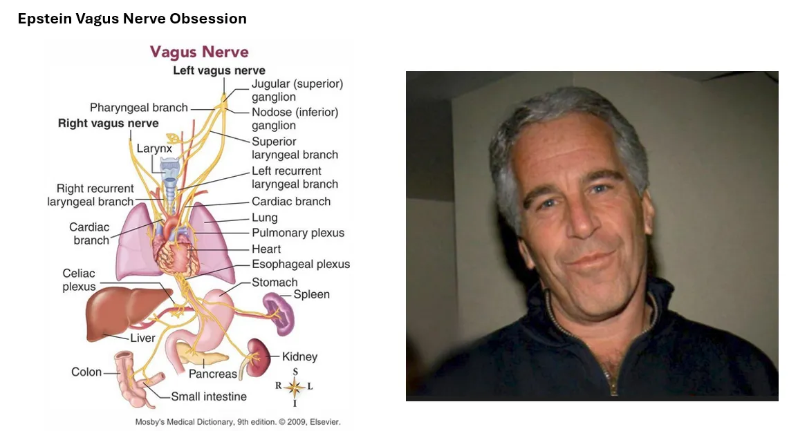 Epstein Was Obsessed With Vagus Nerve “Should Be Immunized”Critical To Hacking Humans For BCI – C19 Causes Autonomic Dysfunction Via Vagus Nerve Resulting In Worse Cancer, Afib, Cognitive Dysfunction