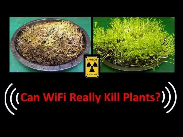 Τι προκαλεί το WiFi στην ζωή; Βίντεο