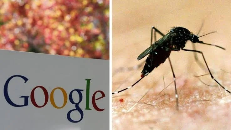 Η Google ξεκινάει ένα από τα μεγαλύτερα βιολογικά πειράματα με κουνούπια στην ιστορία